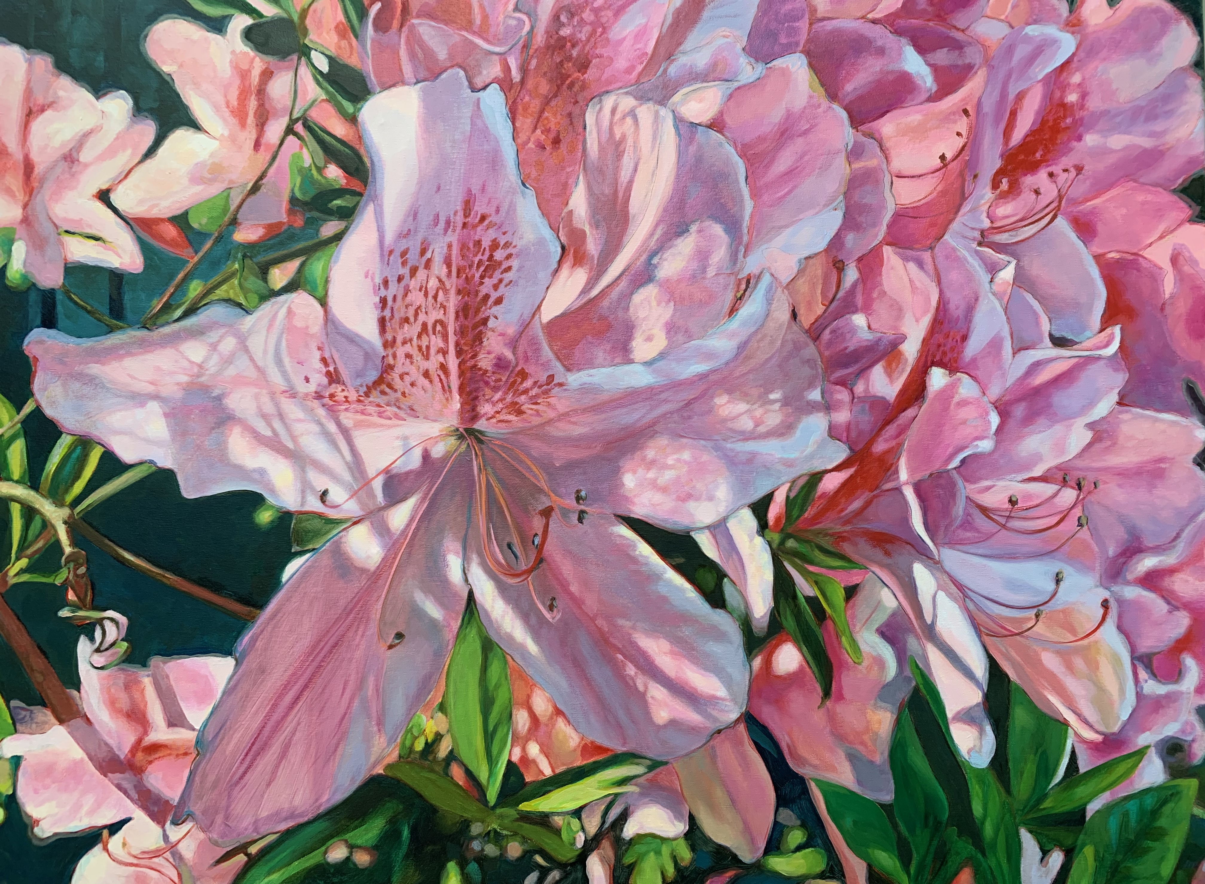 Pink Ruffles in the Morning