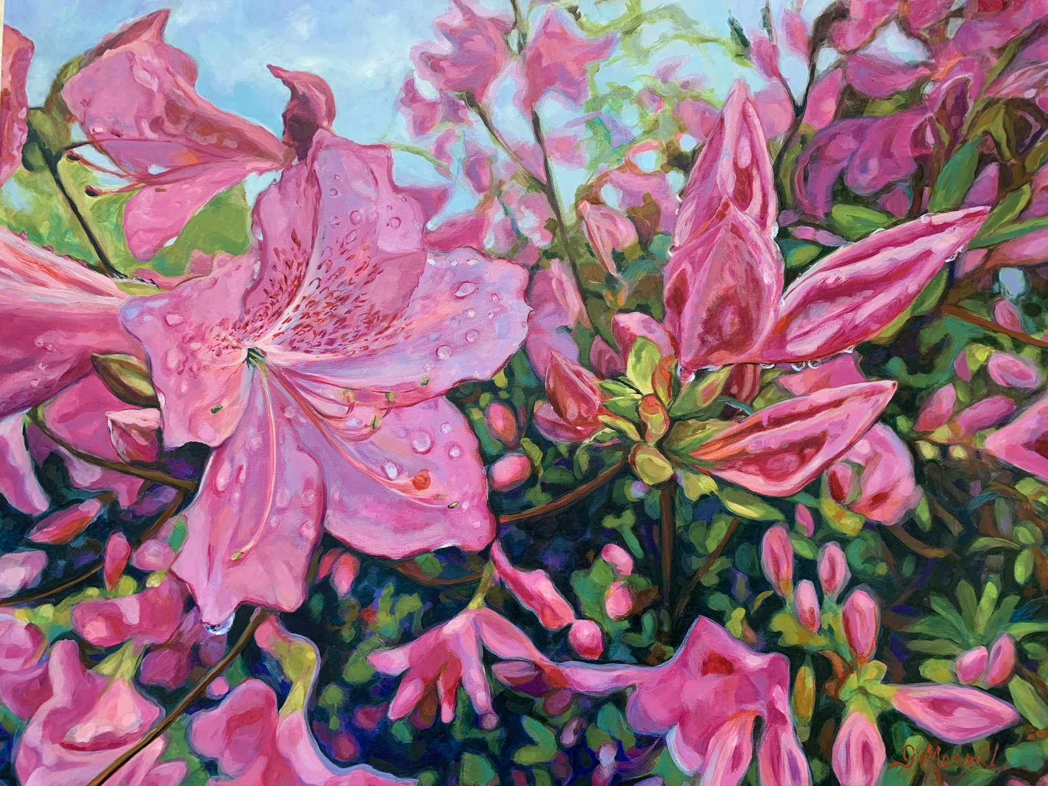 Super Pinky Azaleas
