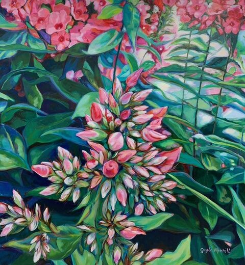 Phlox Paniculata, oil painting by Gayle Merrill