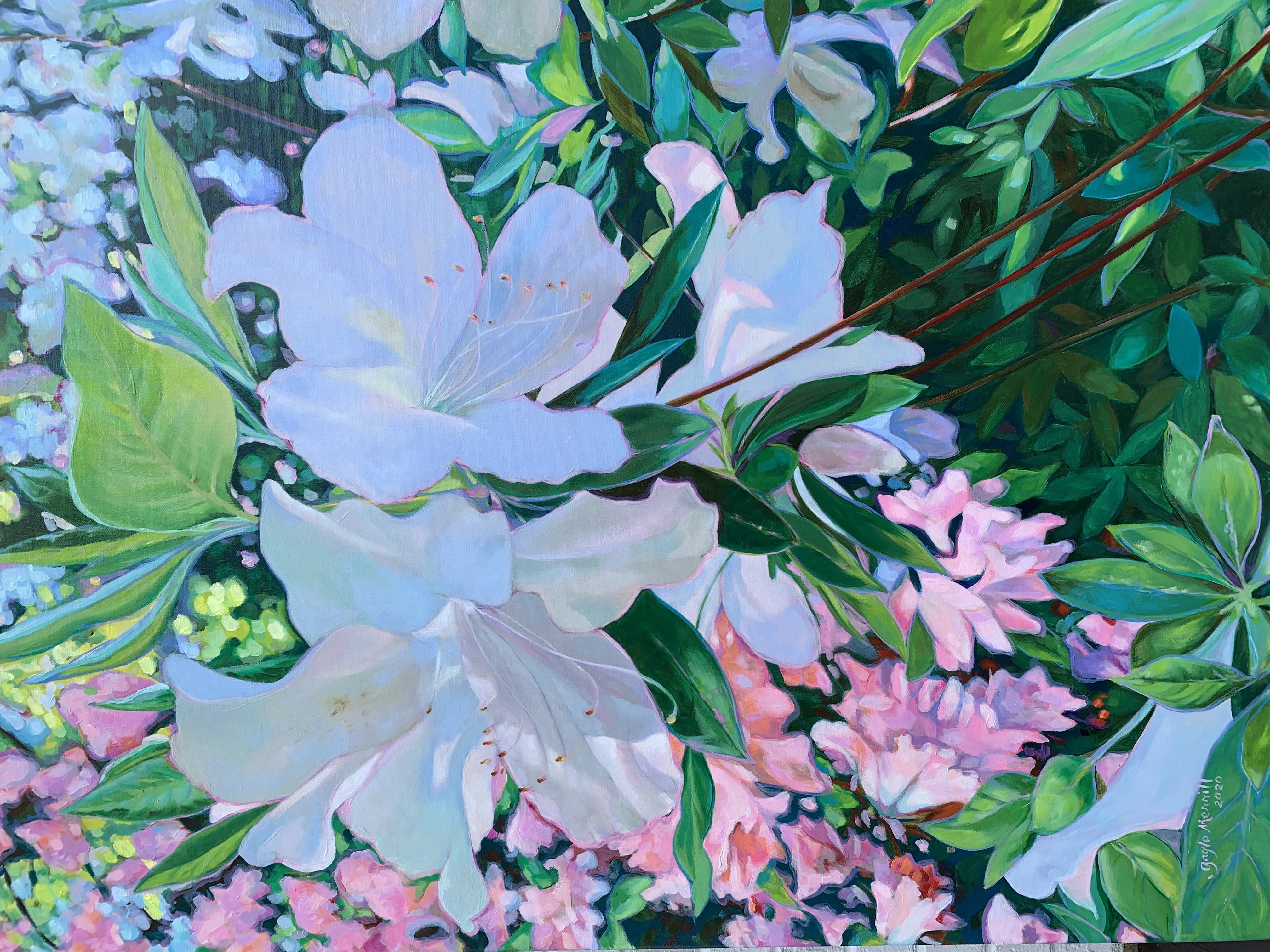 White Azaleas with Blue